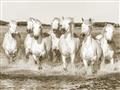 Picture of White Horses _GroupedProduct_Rectangle_Landscape_Photography _GroupedProduct_Rectangle_Landscape_Unframed_Print_Only_