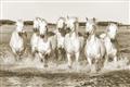 Picture of White Horses _GroupedProduct_Rectangle_Landscape_Photography _GroupedProduct_Rectangle_Landscape_Unframed_Print_Only_