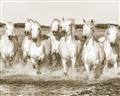 Picture of White Horses _GroupedProduct_Rectangle_Landscape_Photography _GroupedProduct_Rectangle_Landscape_Unframed_Print_Only_