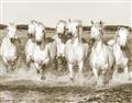 Picture of White Horses _GroupedProduct_Rectangle_Landscape_Photography _GroupedProduct_Rectangle_Landscape_Unframed_Print_Only_