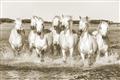 Picture of White Horses _GroupedProduct_Rectangle_Landscape_Photography _GroupedProduct_Rectangle_Landscape_Unframed_Print_Only_