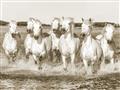 Picture of White Horses _GroupedProduct_Rectangle_Landscape_Photography _GroupedProduct_Rectangle_Landscape_Unframed_Print_Only_