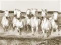 Picture of White Horses _GroupedProduct_Rectangle_Landscape_Photography _GroupedProduct_Rectangle_Landscape_Unframed_Print_Only_