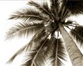 Picture of Black Palm  _GroupedProduct_Rectangle_Landscape_Photography _GroupedProduct_Rectangle_Landscape_Unframed_Print_Only_
