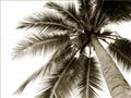 Picture of Black Palm  _GroupedProduct_Rectangle_Landscape_Photography _GroupedProduct_Rectangle_Landscape_Unframed_Print_Only_