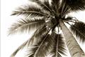 Picture of Black Palm  _GroupedProduct_Rectangle_Landscape_Photography _GroupedProduct_Rectangle_Landscape_Unframed_Print_Only_