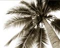Picture of Black Palm  _GroupedProduct_Rectangle_Landscape_Photography _GroupedProduct_Rectangle_Landscape_Unframed_Print_Only_