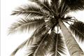 Picture of Black Palm  _GroupedProduct_Rectangle_Landscape_Photography _GroupedProduct_Rectangle_Landscape_Unframed_Print_Only_