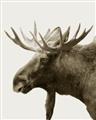 Picture of Moose _GroupedProduct_Rectangle_Portrait_Photography _GroupedProduct_Rectangle_Portrait_Unframed_Print_Only_
