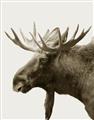 Picture of Moose _GroupedProduct_Rectangle_Portrait_Photography _GroupedProduct_Rectangle_Portrait_Unframed_Print_Only_