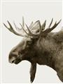 Picture of Moose _GroupedProduct_Rectangle_Portrait_Photography _GroupedProduct_Rectangle_Portrait_Unframed_Print_Only_