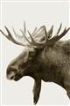 Picture of Moose _GroupedProduct_Rectangle_Portrait_Photography _GroupedProduct_Rectangle_Portrait_Unframed_Print_Only_
