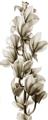 Picture of Orchid Flowers I  _GroupedProduct_Panel_Portrait_Photography _GroupedProduct_Panel_Portrait_Unframed_Print_Only_