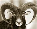 Picture of The Ram _GroupedProduct_Rectangle_Landscape_Photography _GroupedProduct_Rectangle_Landscape_Unframed_Print_Only_