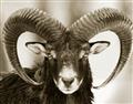 Picture of The Ram _GroupedProduct_Rectangle_Landscape_Photography _GroupedProduct_Rectangle_Landscape_Unframed_Print_Only_