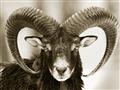 Picture of The Ram _GroupedProduct_Rectangle_Landscape_Photography _GroupedProduct_Rectangle_Landscape_Unframed_Print_Only_