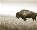 Picture of Bison Field _GroupedProduct_Rectangle_Landscape_Photography _GroupedProduct_Rectangle_Landscape_Unframed_Print_Only_