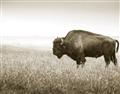 Picture of Bison Field _GroupedProduct_Rectangle_Landscape_Photography _GroupedProduct_Rectangle_Landscape_Unframed_Print_Only_