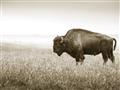 Picture of Bison Field _GroupedProduct_Rectangle_Landscape_Photography _GroupedProduct_Rectangle_Landscape_Unframed_Print_Only_