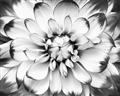 Picture of Black and White Flower _GroupedProduct_Rectangle_Landscape_Photography _GroupedProduct_Rectangle_Landscape_Unframed_Print_Only_
