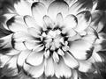 Picture of Black and White Flower _GroupedProduct_Rectangle_Landscape_Photography _GroupedProduct_Rectangle_Landscape_Unframed_Print_Only_