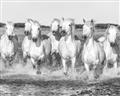 Picture of White Horses _GroupedProduct_Rectangle_Landscape_Photography _GroupedProduct_Rectangle_Landscape_Unframed_Print_Only_
