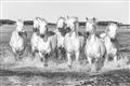 Picture of White Horses _GroupedProduct_Rectangle_Landscape_Photography _GroupedProduct_Rectangle_Landscape_Unframed_Print_Only_
