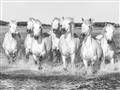 Picture of White Horses _GroupedProduct_Rectangle_Landscape_Photography _GroupedProduct_Rectangle_Landscape_Unframed_Print_Only_