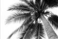 Picture of Black Palm  _GroupedProduct_Rectangle_Landscape_Photography _GroupedProduct_Rectangle_Landscape_Unframed_Print_Only_
