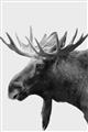 Picture of Moose _GroupedProduct_Rectangle_Portrait_Photography _GroupedProduct_Rectangle_Portrait_Unframed_Print_Only_