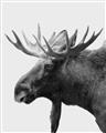 Picture of Moose _GroupedProduct_Rectangle_Portrait_Photography _GroupedProduct_Rectangle_Portrait_Unframed_Print_Only_