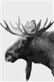 Picture of Moose _GroupedProduct_Rectangle_Portrait_Photography _GroupedProduct_Rectangle_Portrait_Unframed_Print_Only_