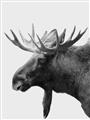 Picture of Moose _GroupedProduct_Rectangle_Portrait_Photography _GroupedProduct_Rectangle_Portrait_Unframed_Print_Only_