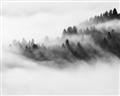 Picture of Mystic foggy forest _GroupedProduct_Rectangle_Landscape_Photography _GroupedProduct_Rectangle_Landscape_Unframed_Print_Only_