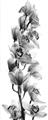 Picture of Orchid Flowers II  _GroupedProduct_Panel_Portrait_Photography _GroupedProduct_Panel_Portrait_Unframed_Print_Only_