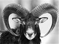 Picture of The Ram _GroupedProduct_Rectangle_Landscape_Photography _GroupedProduct_Rectangle_Landscape_Unframed_Print_Only_