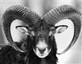 Picture of The Ram _GroupedProduct_Rectangle_Landscape_Photography _GroupedProduct_Rectangle_Landscape_Unframed_Print_Only_
