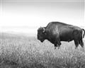 Picture of Bison Field _GroupedProduct_Rectangle_Landscape_Photography _GroupedProduct_Rectangle_Landscape_Unframed_Print_Only_