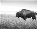 Picture of Bison Field _GroupedProduct_Rectangle_Landscape_Photography _GroupedProduct_Rectangle_Landscape_Unframed_Print_Only_
