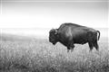 Picture of Bison Field _GroupedProduct_Rectangle_Landscape_Photography _GroupedProduct_Rectangle_Landscape_Unframed_Print_Only_