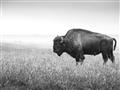 Picture of Bison Field _GroupedProduct_Rectangle_Landscape_Photography _GroupedProduct_Rectangle_Landscape_Unframed_Print_Only_
