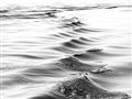 Picture of Moving Water _GroupedProduct_Rectangle_Landscape_Photography _GroupedProduct_Rectangle_Landscape_Unframed_Print_Only_