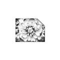 Picture of Black and White Flower _GroupedProduct_Rectangle_Landscape_Photography _GroupedProduct_Rectangle_Landscape_Unframed_Print_Only_
