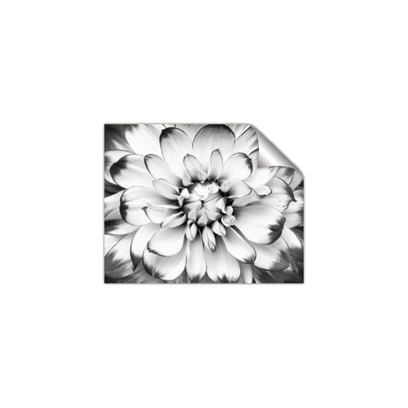Picture of Black and White Flower _GroupedProduct_Rectangle_Landscape_Photography _GroupedProduct_Rectangle_Landscape_Unframed_Print_Only_