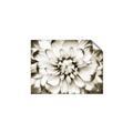 Picture of Black and White Flower _GroupedProduct_Rectangle_Landscape_Photography _GroupedProduct_Rectangle_Landscape_Unframed_Print_Only_