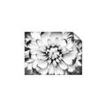 Picture of Black and White Flower _GroupedProduct_Rectangle_Landscape_Photography _GroupedProduct_Rectangle_Landscape_Unframed_Print_Only_