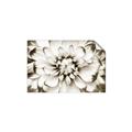 Picture of Black and White Flower _GroupedProduct_Rectangle_Landscape_Photography _GroupedProduct_Rectangle_Landscape_Unframed_Print_Only_