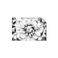Picture of Black and White Flower _GroupedProduct_Rectangle_Landscape_Photography _GroupedProduct_Rectangle_Landscape_Unframed_Print_Only_