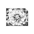 Picture of Black and White Flower _GroupedProduct_Rectangle_Landscape_Photography _GroupedProduct_Rectangle_Landscape_Unframed_Print_Only_