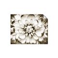 Picture of Black and White Flower _GroupedProduct_Rectangle_Landscape_Photography _GroupedProduct_Rectangle_Landscape_Unframed_Print_Only_
